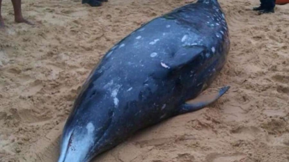 Australie: une baleine à bec, espèce rare de cétacé, s’échoue