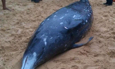 Australie: une baleine à bec, espèce rare de cétacé, s’échoue