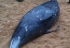 Australie: une baleine à bec, espèce rare de cétacé, s’échoue