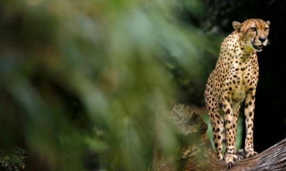 Guépards: l’animal le plus rapide du monde disparaît à vitesse grand V