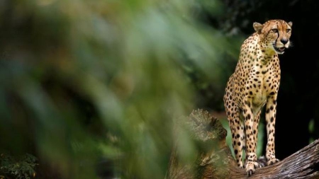 Guépards: l’animal le plus rapide du monde disparaît à vitesse grand V