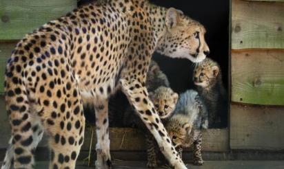 Les activités humaines responsables du fort déclin de la population des guépards