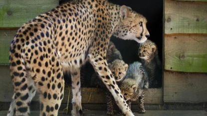 Les activités humaines responsables du fort déclin de la population des guépards