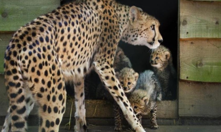 Les activités humaines responsables du fort déclin de la population des guépards