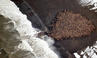 Un nombre record de morses échoués en Alaska, alerte sur le réchauffement climatique