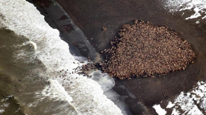 Un nombre record de morses échoués en Alaska, alerte sur le réchauffement climatique