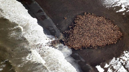 Un nombre record de morses échoués en Alaska, alerte sur le réchauffement climatique