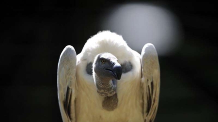 Afrique du Sud : un agriculteur jugé pour avoir empoisonné 46 vautours