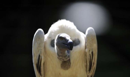 Afrique du Sud : un agriculteur jugé pour avoir empoisonné 46 vautours