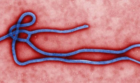 Etats-Unis: une entreprise vendant des peluches Ebola en rupture de stock