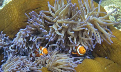 Aborigènes: la dégradation de la Grande barrière de corail menace leur identité