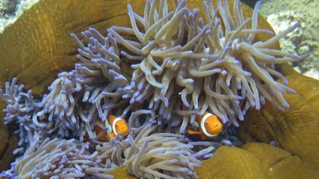 Aborigènes: la dégradation de la Grande barrière de corail menace leur identité