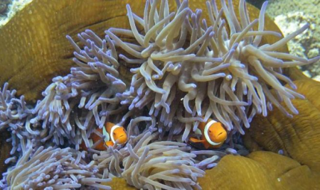 Aborigènes: la dégradation de la Grande barrière de corail menace leur identité