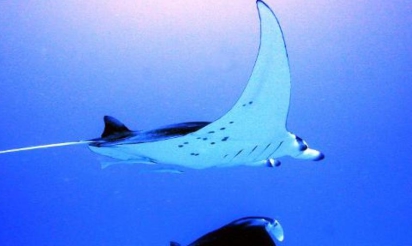 Indonésie: premières interpellations pour trafic de raies manta