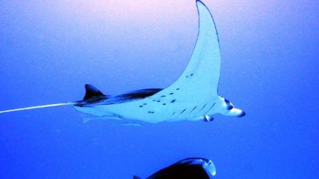 Indonésie: premières interpellations pour trafic de raies manta