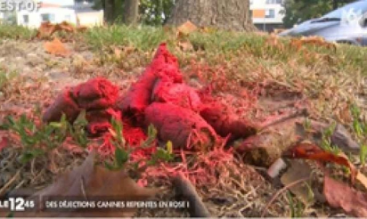Un citoyen repeint en rose des déjections canines