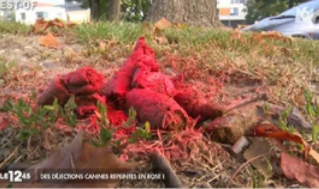 Un citoyen repeint en rose des déjections canines