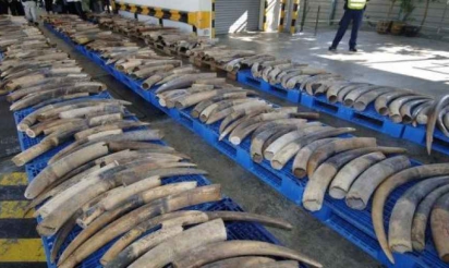 Interpol renforce sa lutte contre les crimes envers l’environnement