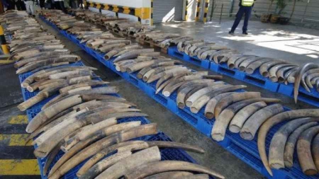 Interpol renforce sa lutte contre les crimes envers l’environnement