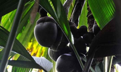 Aux Seychelles le coco fesse victime de braconnage