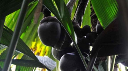Aux Seychelles le coco fesse victime de braconnage