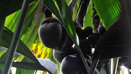 Aux Seychelles le coco fesse victime de braconnage