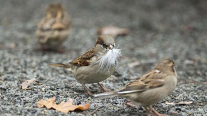 L’Europe a perdu 421 millions d’oiseaux en 30 ans