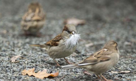 L’Europe a perdu 421 millions d’oiseaux en 30 ans