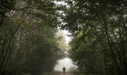 En abattant un arbre des bûcherons tuent deux promeneurs