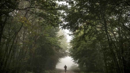 En abattant un arbre des bûcherons tuent deux promeneurs