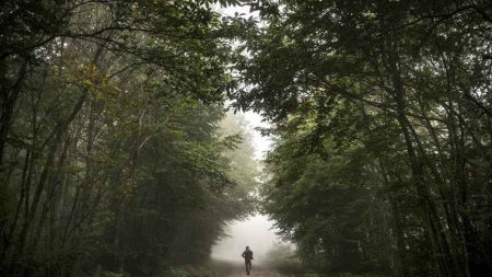 En abattant un arbre des bûcherons tuent deux promeneurs