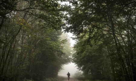 En abattant un arbre des bûcherons tuent deux promeneurs