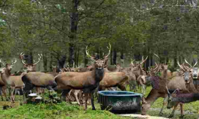 Les espèces invasives, un fléau pour la biodiversité mondiale