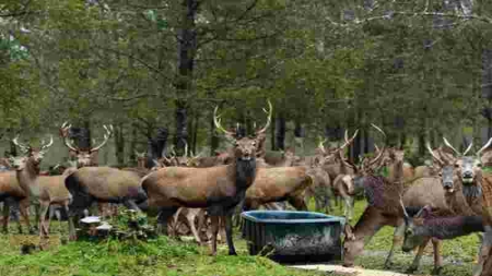Les espèces invasives, un fléau pour la biodiversité mondiale
