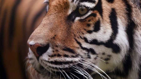 Seine-et-Marne un tigre en liberté recherché par les autorités