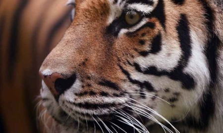 Seine-et-Marne un tigre en liberté recherché par les autorités