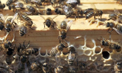 Hécatombe d’abeilles dans les Pyrénées appel inédit aux dons d’essaims