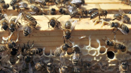 Hécatombe d’abeilles dans les Pyrénées appel inédit aux dons d’essaims