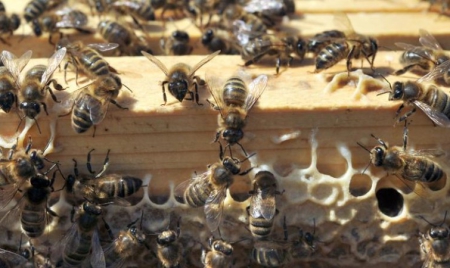 Hécatombe d’abeilles dans les Pyrénées appel inédit aux dons d’essaims