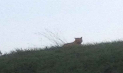Seine-et-Marne  malgré les recherches le tigre court toujours en liberté