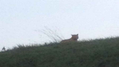 Seine-et-Marne  malgré les recherches le tigre court toujours en liberté