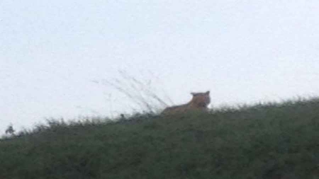 Seine-et-Marne  malgré les recherches le tigre court toujours en liberté