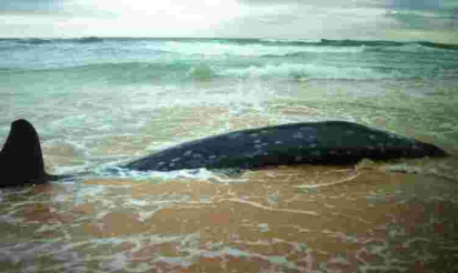 Nouvelle-Zélande: 22 baleines-pilotes s’échouent à nouveau sur une plage