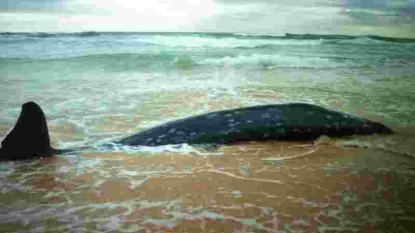 Nouvelle-Zélande: 22 baleines-pilotes s’échouent à nouveau sur une plage