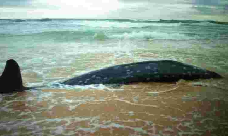 Nouvelle-Zélande: 22 baleines-pilotes s’échouent à nouveau sur une plage