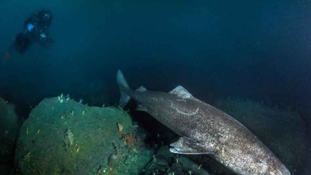 Rencontre exceptionnelle avec le requin du Groenland