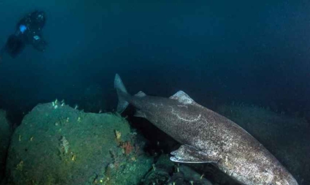 Rencontre exceptionnelle avec le requin du Groenland