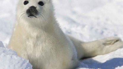 La Norvège fait un grand pas vers la fin de la chasse au phoque