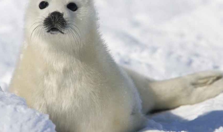 La Norvège fait un grand pas vers la fin de la chasse au phoque