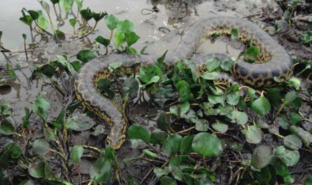 Par les pieds ou par la tête  six questions sur la meilleure façon de se faire avaler par un anaconda